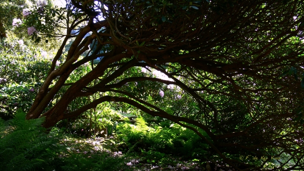 Bois des Moutiers (24) Juin 2012